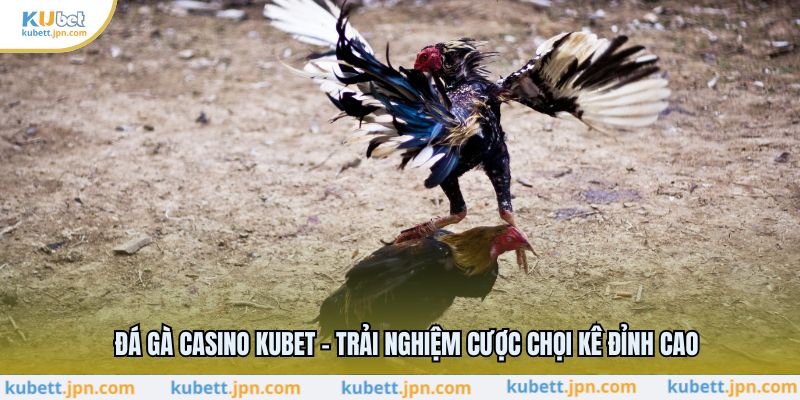 Đá Gà Casino KUBET - Trải Nghiệm Cược Chọi Kê Đỉnh Cao